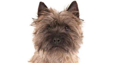 Cairn-Terrier-Grooming-Tips | Dog Grooming Tutorial