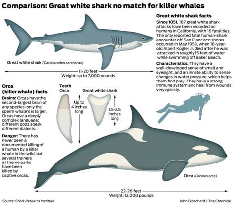 Killer Whale Vs Great White Shark Size Comparison