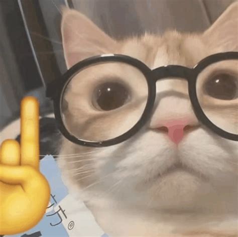 Cat Nerd Meme - Cat Nerd Nerd emoji - Discover & Share GIFs