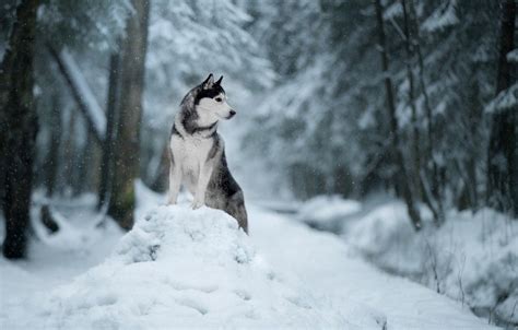 Winter Husky Wallpapers - Wallpaper Cave