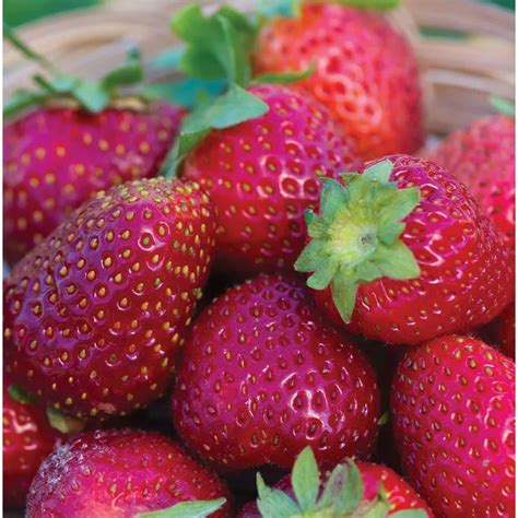 Strawberry Varieties Article Archives – Strawberry Plants