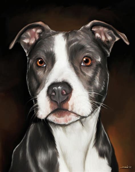 Black And White Pit Bull Terrier Painting by Michael Spano