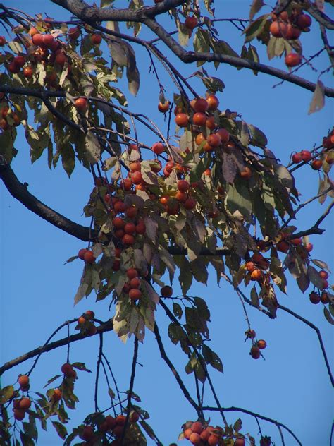 Scott Arboretum | Backyard Edible Fruit Trees