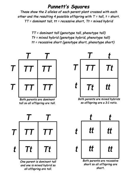 Genetics And Punnett Square Practice Worksheet