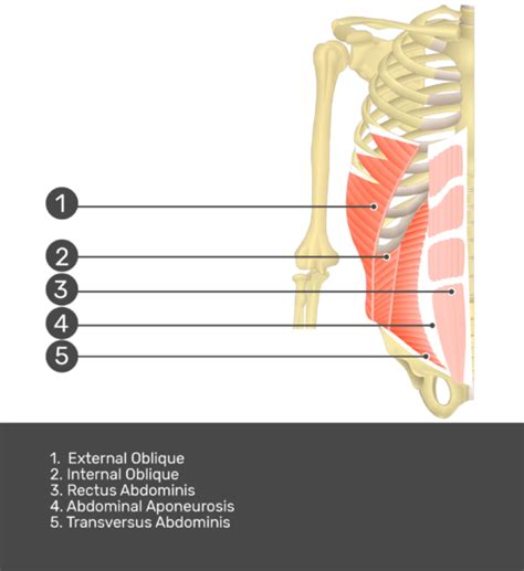 Rectus abdominis: anatomy and function | GetBodySmart