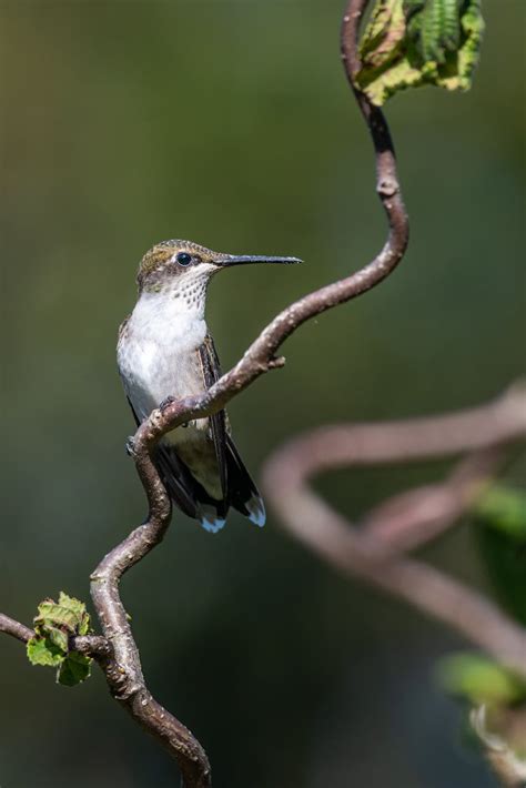 Tiny hummingbird with long beak sitting on branch · Free Stock Photo