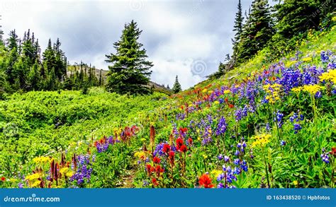 Alpine Meadows Filled with an Abundance of Wildflowers in Sun Peaks in ...