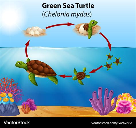 Green Sea Turtle Life Cycle Stage