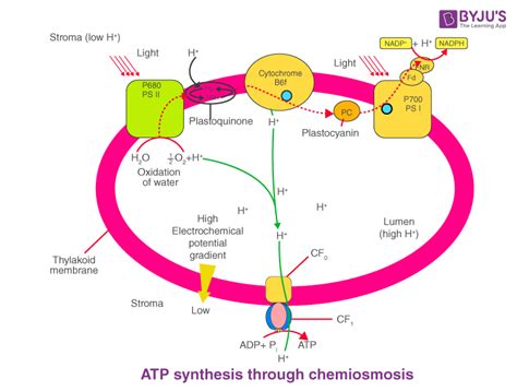 ATP Synthesis - NEET Biology Notes