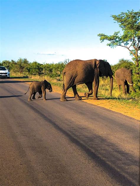 Complete Guide to Safari in Kruger National Park, South Africa - Stoked ...