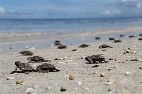 Release Sea Turtle Hatchlings in Cool Things To Do at Barbados Info ...