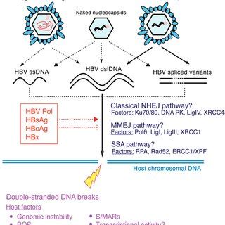 A model of potential molecular factors in HBV DNA integration. Various ...