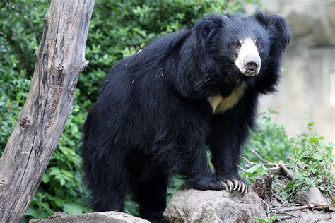 Indian Sloth Bears: Meet them at Zoo Leipzig!