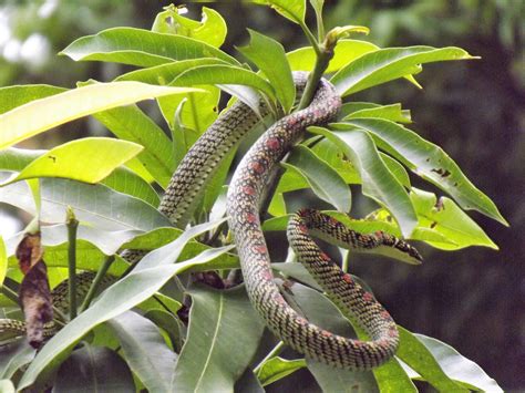 snake, Nagaland - Free Image by spchoudhary on PixaHive.com