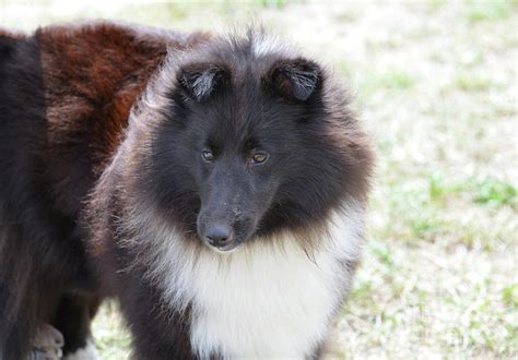 Pretty Black and White Sheltie Dog Photograph by DejaVu Designs - Fine ...