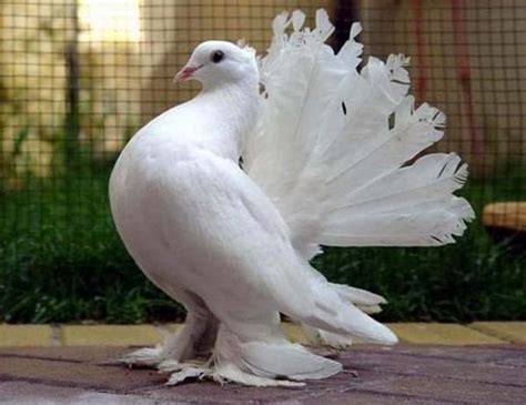 15 Most Popular Pigeon Breeds - Tail and Fur