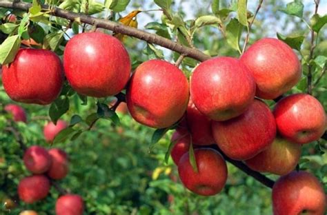 Apple Cultivation Information Guide | Asia Farming