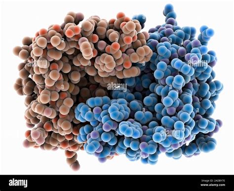 Bacterial rhomboid protease GlpG. Computer model showing the structure ...