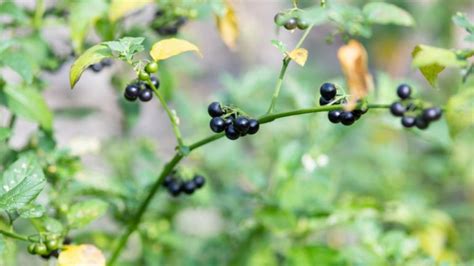 Black Nightshade Berries: Risks, Side Effects & Nutritional Value ...