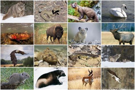 Yellowstone Animals Quiz