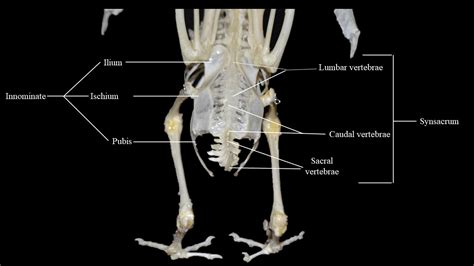 Pigeon skeleton | Atlas of Comparative Vertebrate Anatomy