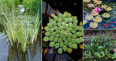 25 Best Plants for a Koi Pond that You Must Grow