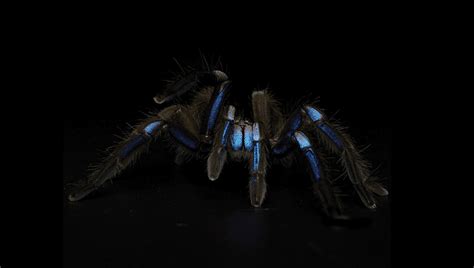 Meet The Gorgeous New Tarantula From Thailand With Rare Electric Blue ...