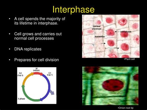 PPT - Cell Division in the Onion Root Tip PowerPoint Presentation - ID ...