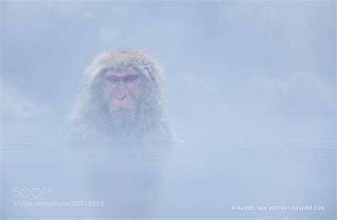 The Story Behind This Incredible Photo Of A Snow Monkey Using An iPhone ...