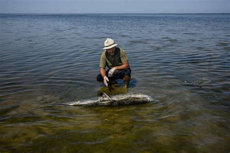 Black Sea dolphins casualties of Russia's war in Ukraine