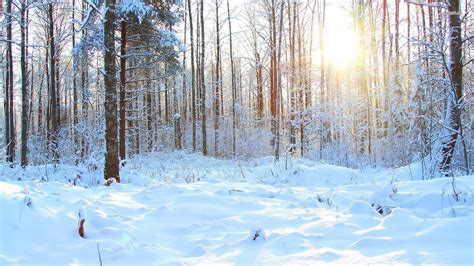 Snowy Forest Desktop Wallpaper - WallpaperSafari