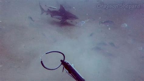 Intense Moments Spearfishing Near Sharks - YouTube