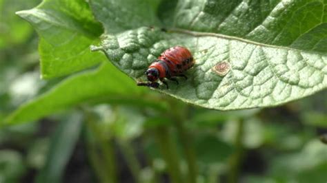 114 Poisonous Beetles Stock Videos, Footage, & 4K Video Clips - Getty ...