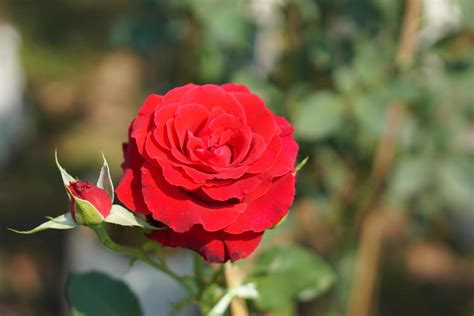 beautiful rose blooming in the sun 20203515 Stock Photo at Vecteezy