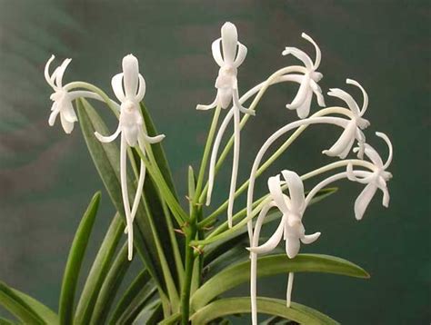 White-flowered Orchids - American Orchid Society