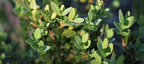 Texas Evergreen Shrubs: Which Are Best? | ABC Blog