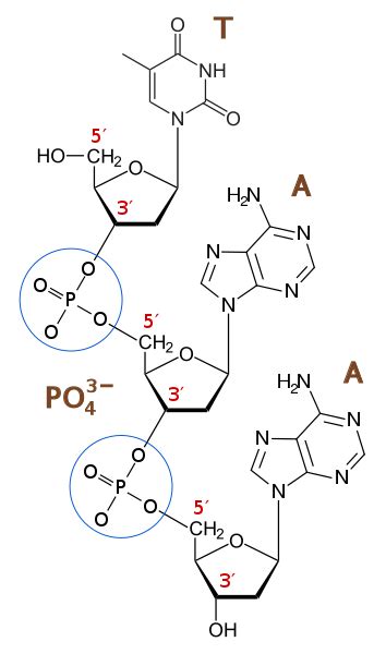 Difference Between Phosphodiester Bond and Phosphoester Bond | Compare ...