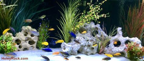 African Cichlid Tank | What Is Best – Holey Rock, LLC