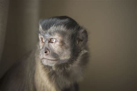 Should You Keep a Capuchin Monkey as a Pet?