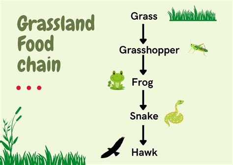 Grassland Food Chain Example