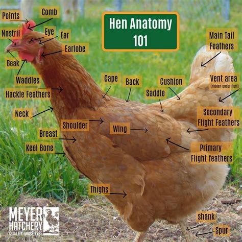 Healthy Hen Anatomy | Meyer Hatchery Blog | Meyer hatchery, Chickens ...