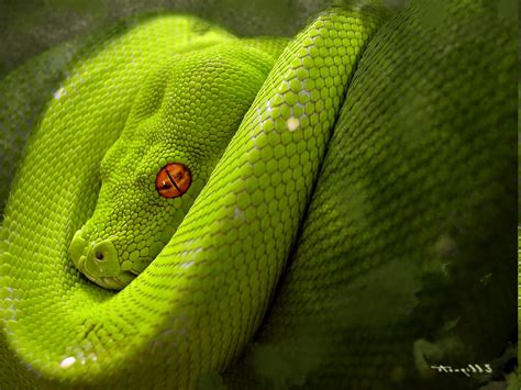 animals, Snake, Reptile, Python Wallpapers HD / Desktop and Mobile ...