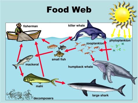 Killer Whale Food Web