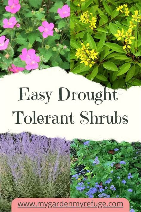 Easy Drought-Tolerant Perennials For Texas - Wellness Gardens