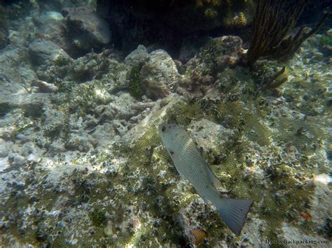 Dry Tortugas Snorkeling - HawkeBackpacking.com