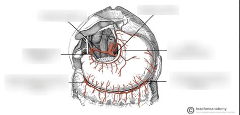 Stomach Blood Supply Diagram | Quizlet