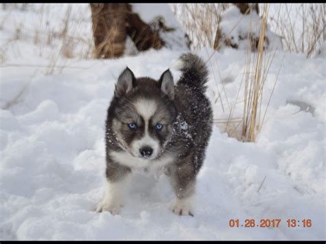 Snow Wooly Husky - Siberian Husky Puppies For Sale