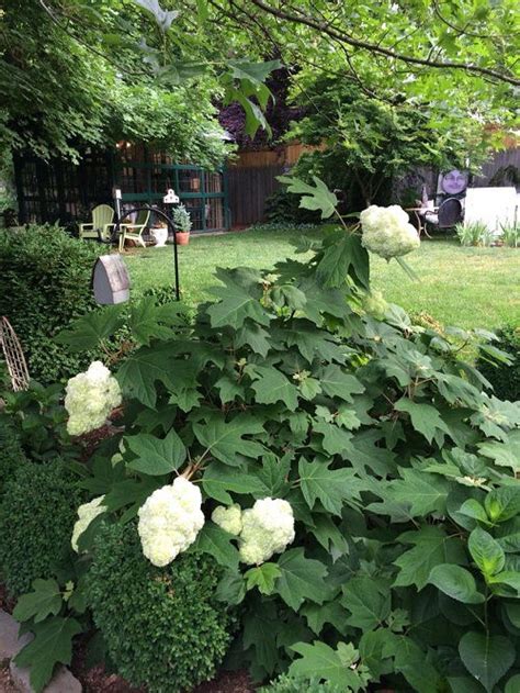 22 Stunning Oakleaf Hydrangea Varieties | Balcony Garden Web