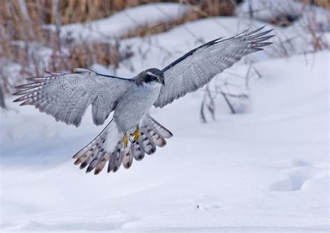 The Ultimate Winter Wildlife Guide: Enjoy and Understand Creatures in ...