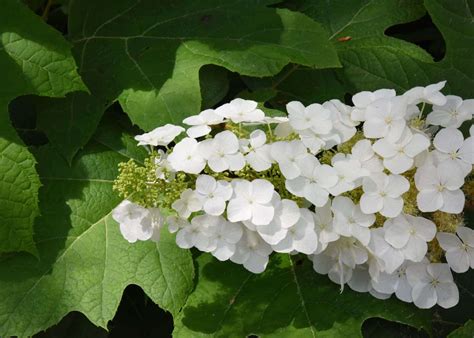 Oakleaf hydrangea varieties ???? ???? Explore the diverse world of this ...